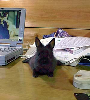 机の上のゴロ２